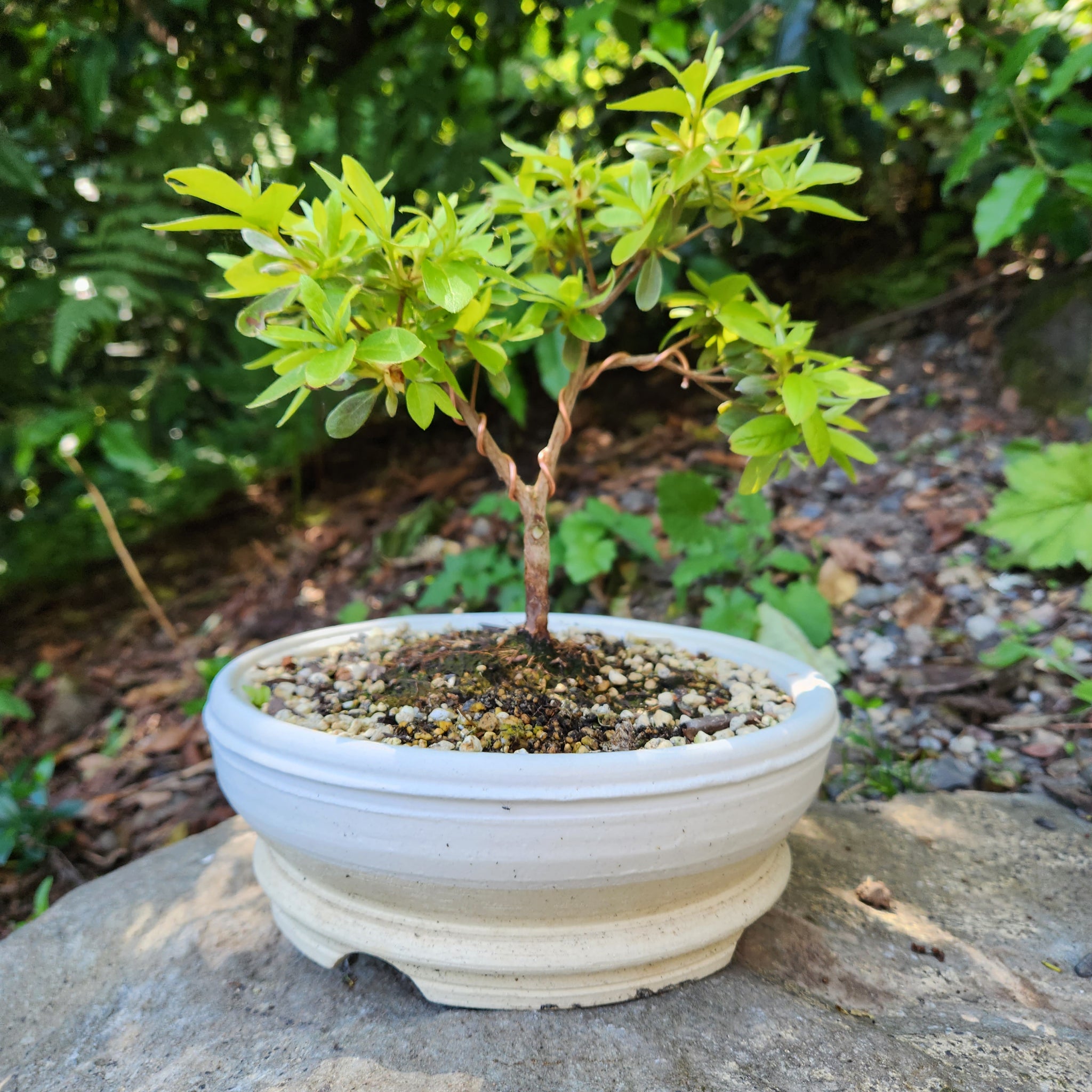 planters for bonsai trees Bonsai Planters